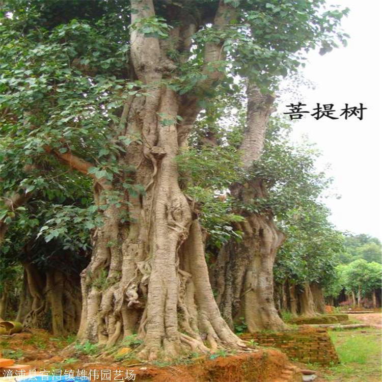 分析！老榕树智能建站软件“夏花依旧”