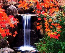 讲解！唯美风景动态图片“空谷幽兰”