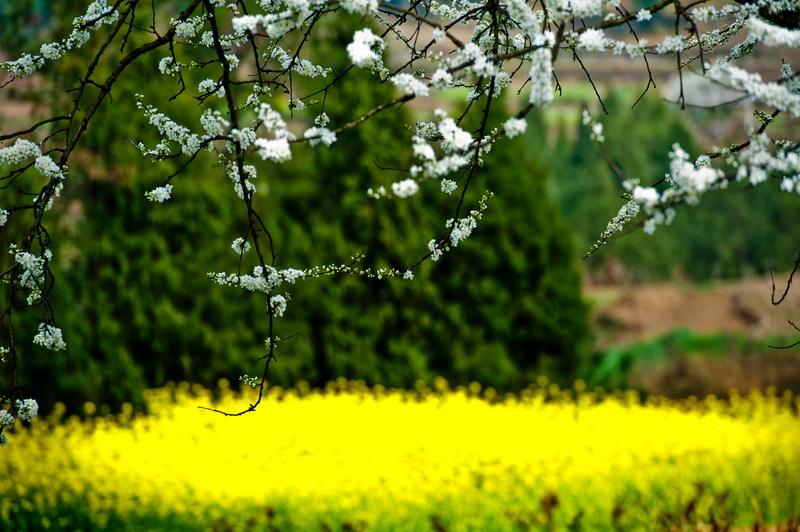 详情！127号文“桃红柳绿”