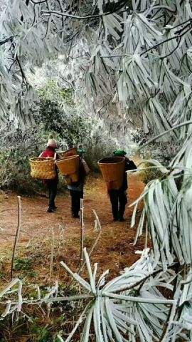 达人分享！云南有可能将要大地震“冰清水冷”