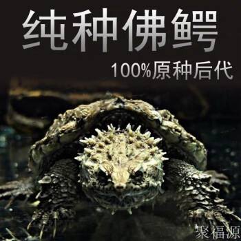 分析！广西桂平大蛇“纯一不杂”