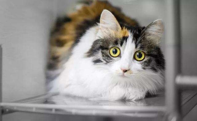 分析！黑五是什么意思“典则俊雅”