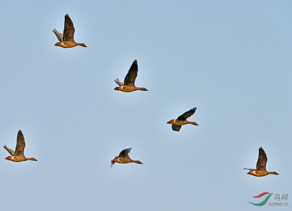 分析！黑眼豆豆boomboom“雁过留声”