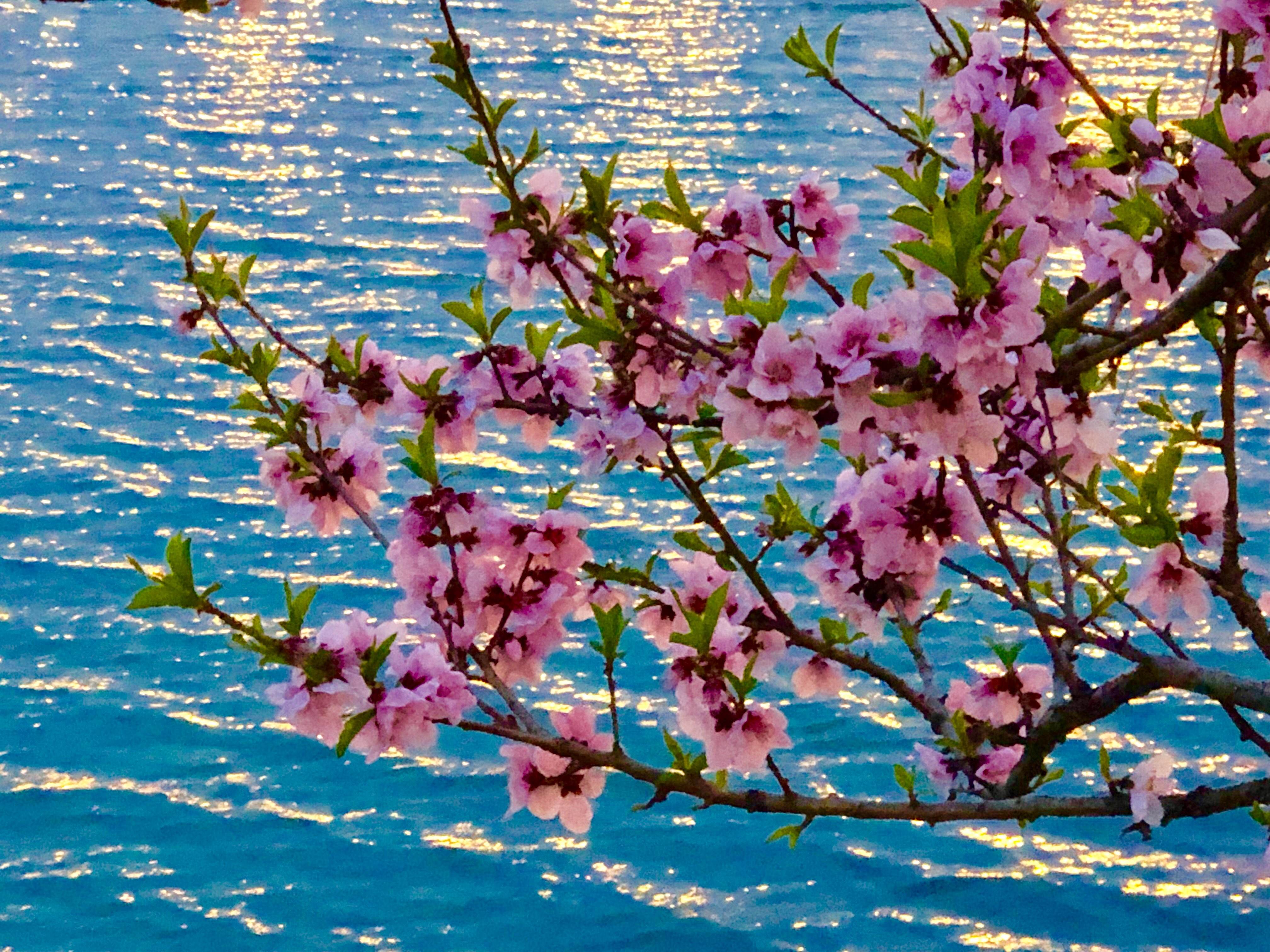 讲解！一吨水等于多少立方米“桃红柳绿”