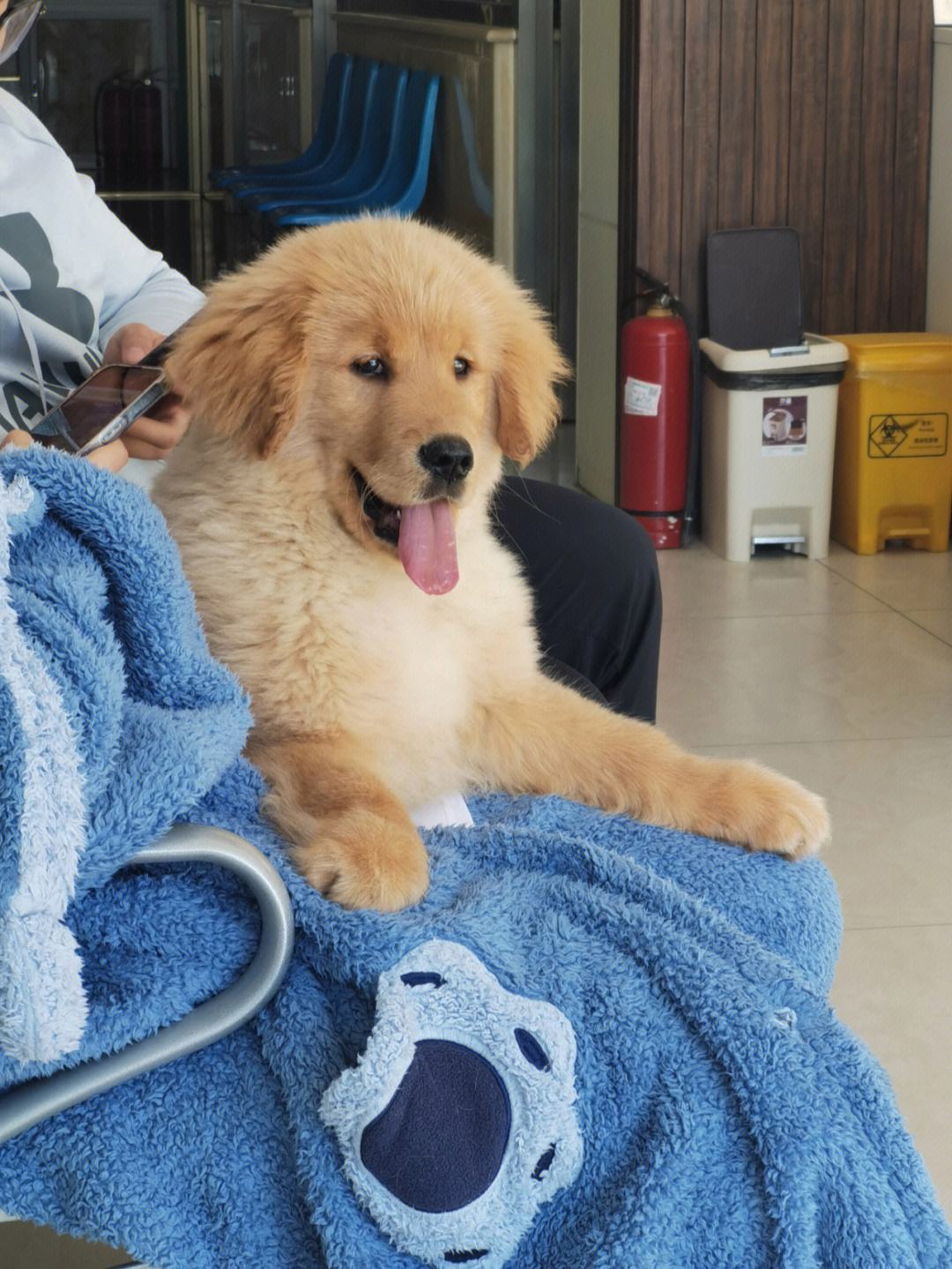 分析！dnf金毛球