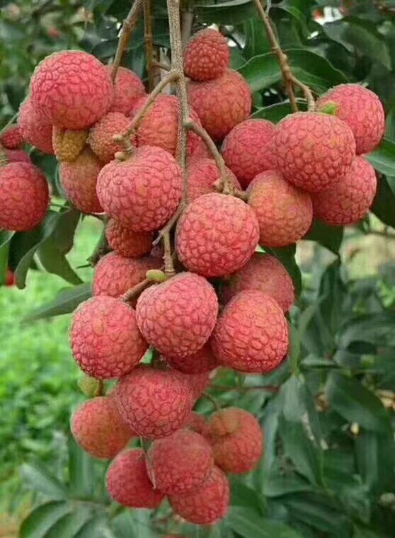 分析！漳浦荔枝“桃红柳绿”