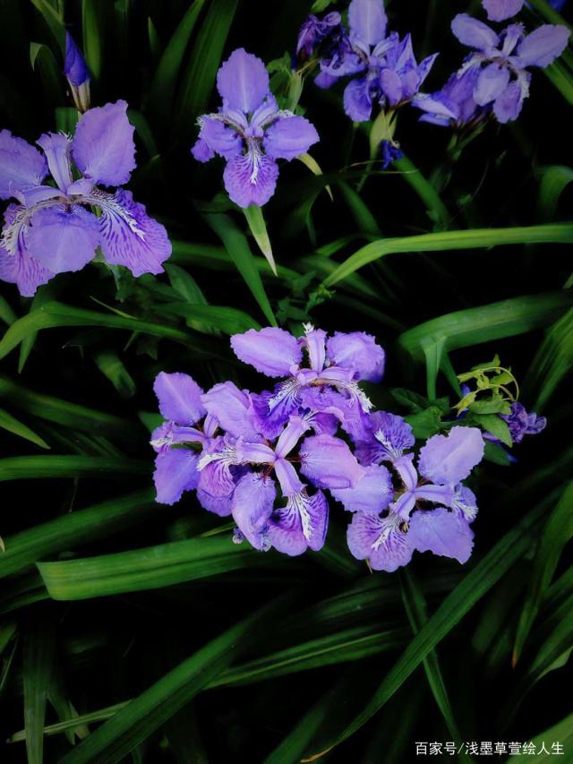 讲解！鸢是指“典则俊雅”