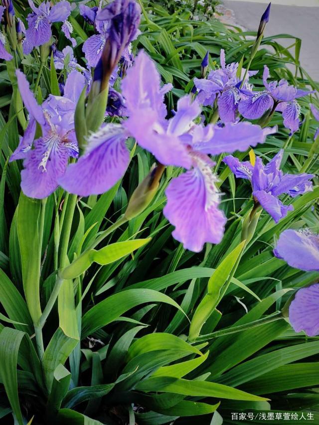 讲解！鸢是指“典则俊雅”