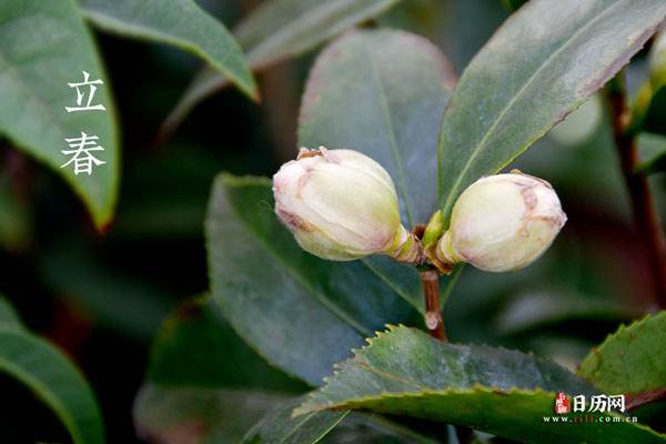 分析！2020年2月4号几点打春“空谷幽兰”