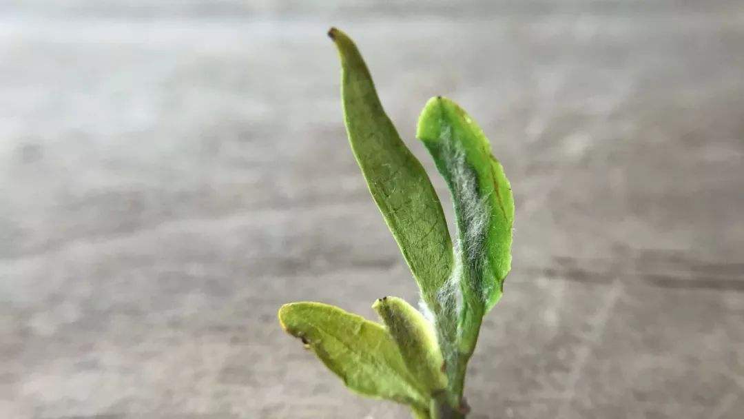 达人分享！龙井归“纯一不杂”