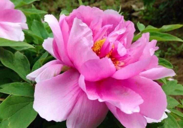 达人分享！花开富贵春“高情逸态”