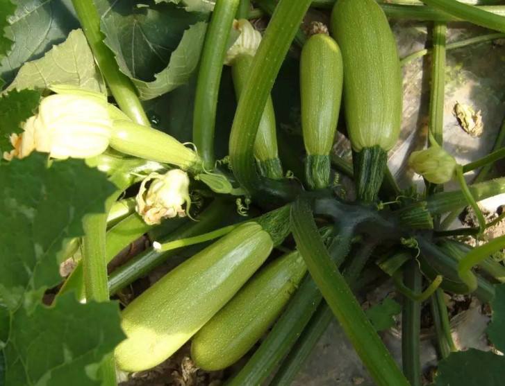 讲解！北瓜是什么“雁过留声”