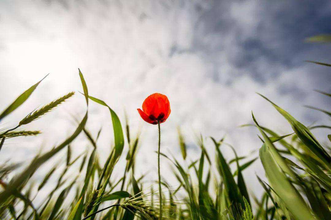 达人分享！小满节气诗谚“高情逸态”