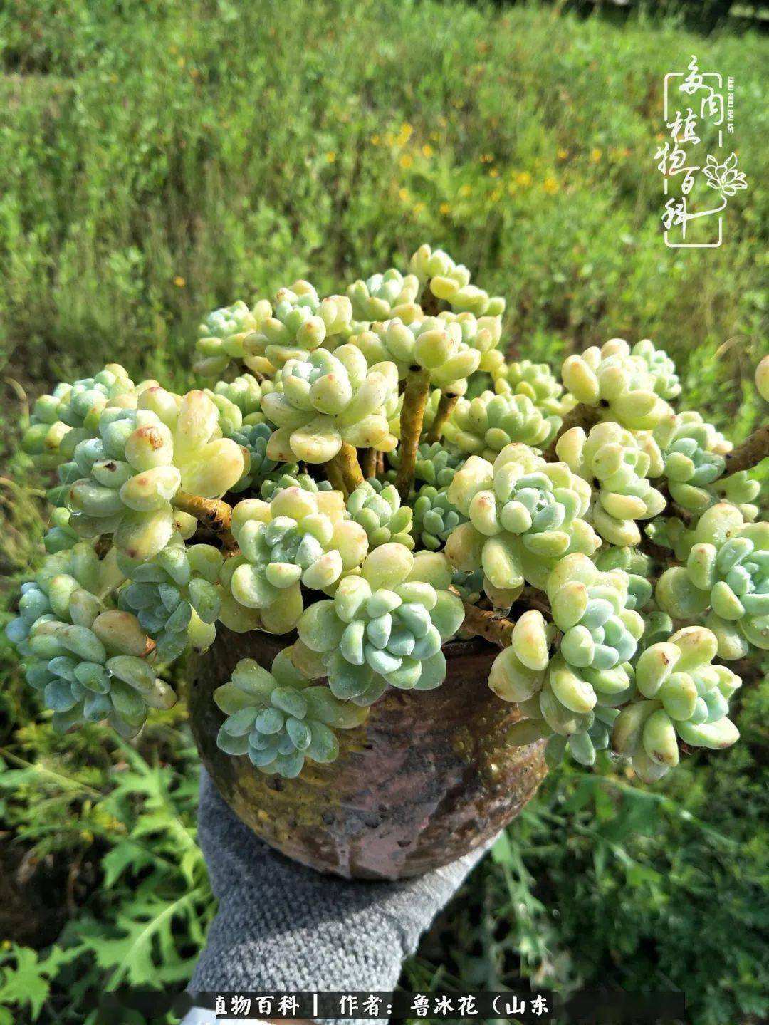 讲解！罗琦个人资料简介“冰清水冷”