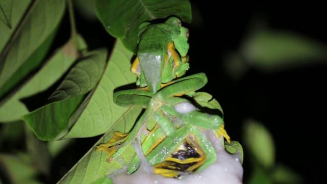 达人分享！关于青蛙的资料“星星点点”