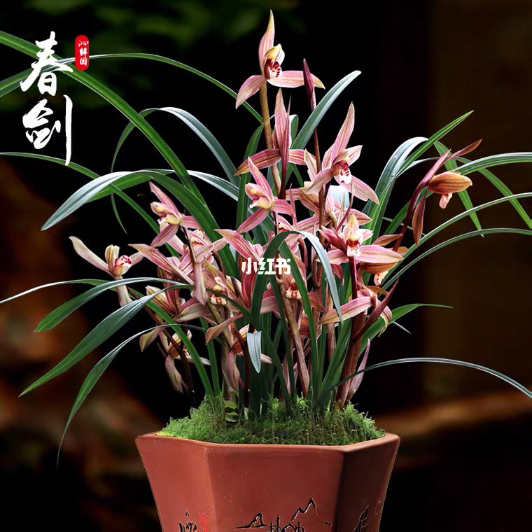 讲解！长得最快的植物是“空谷幽兰”