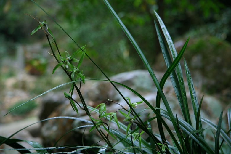 讲解！长得最快的植物是“空谷幽兰”