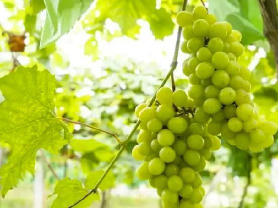 达人分享！葡萄架势“高情逸态”