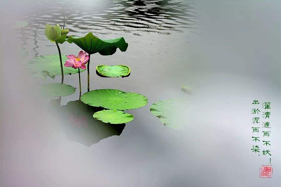 讲解！九月十九是什么日子“桃红柳绿”