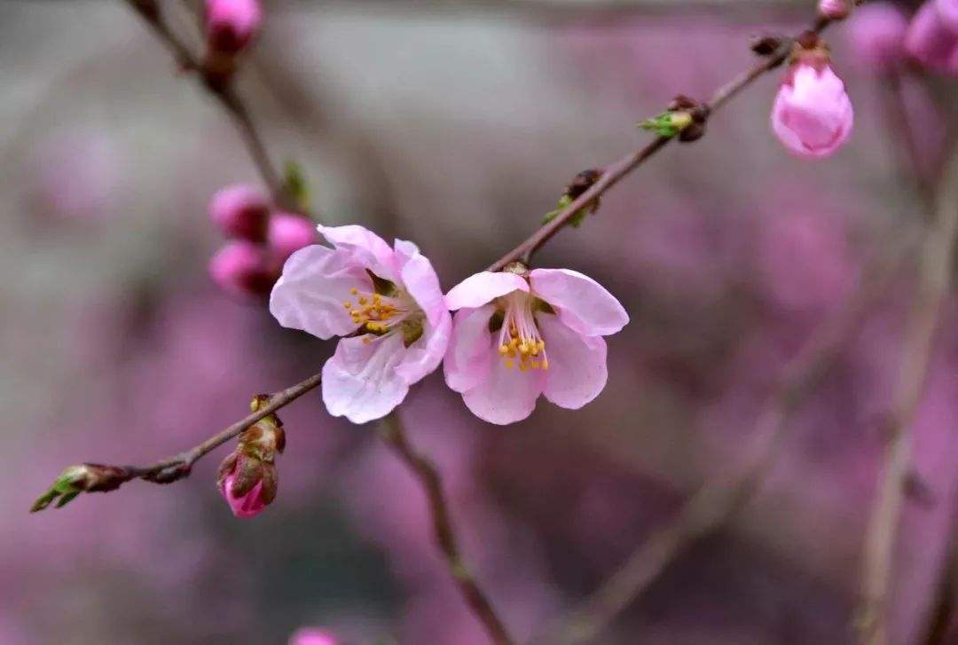 达人分享！微信中的拍拍在哪里“桃红柳绿”