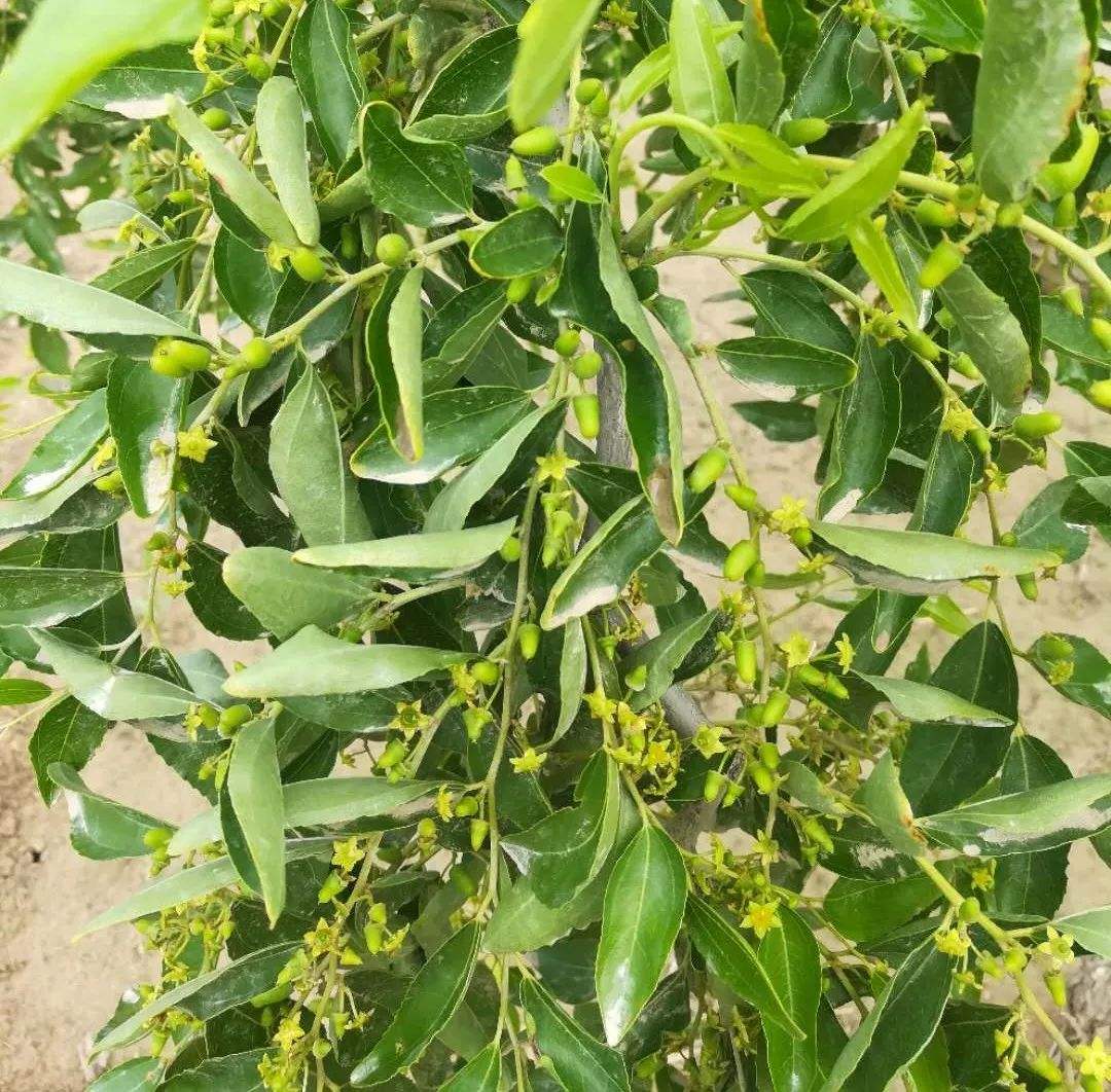 分析！枣树图片“夏花依旧”