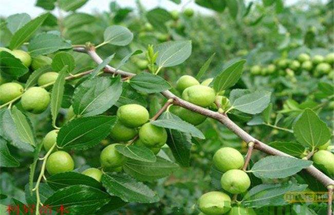 分析！枣树图片“夏花依旧”