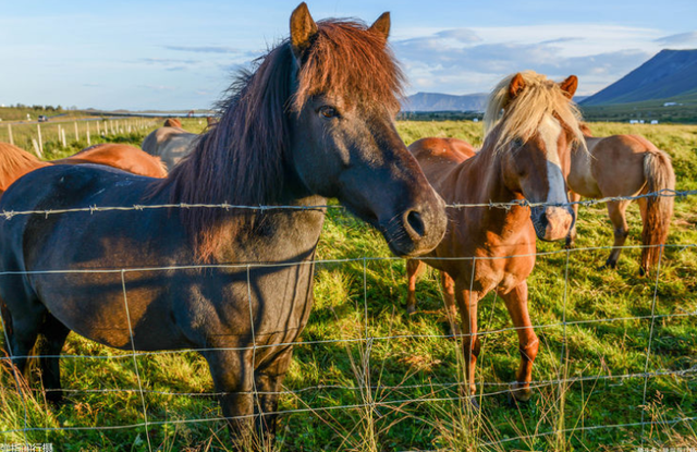 讲解！冰岛首都池塘凝结