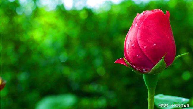 分析！女人的心是玻璃做的“星星点点”