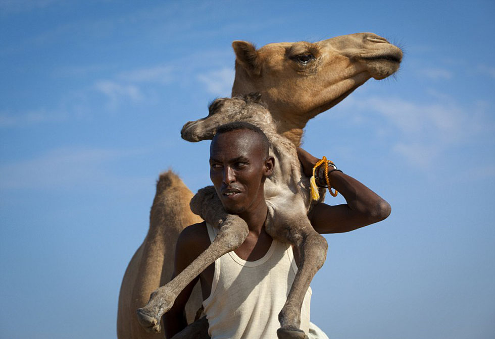 讲解！人是不是动物