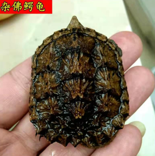 讲解！300元3小时服务“纯一不杂”