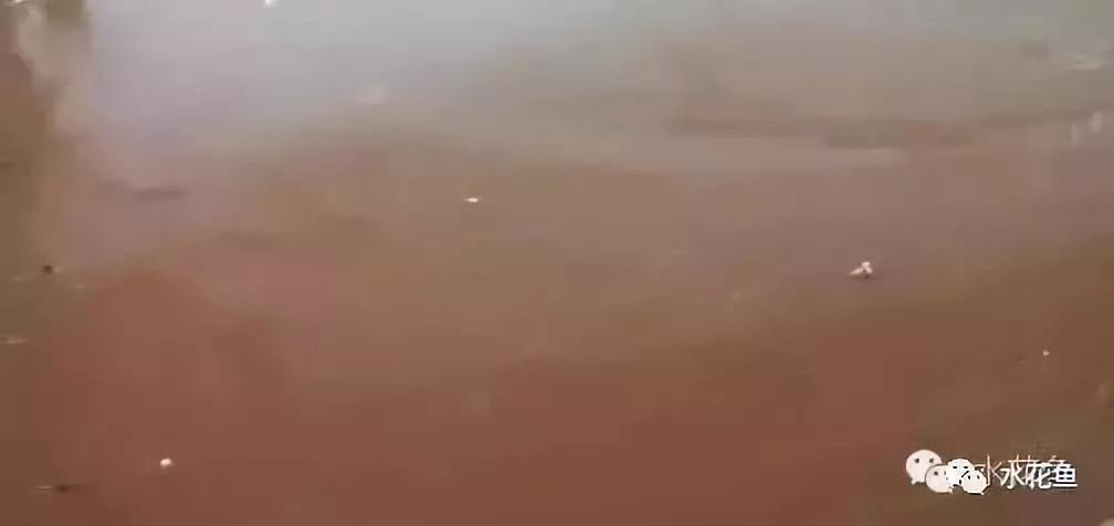 分析！怎样消除鱼塘的铁锈水“桃红柳绿”