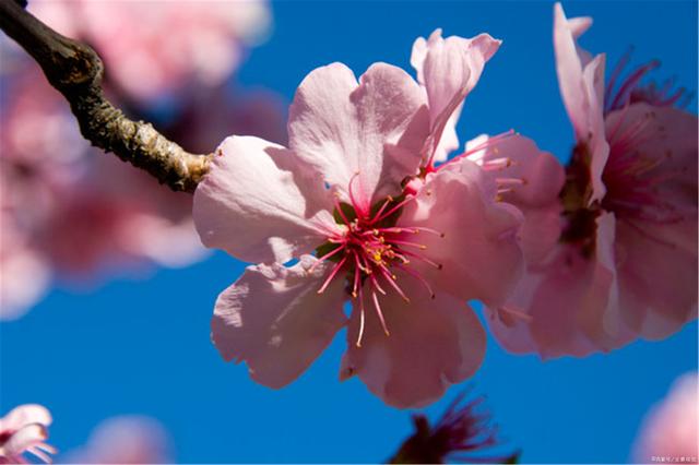 讲解！逃之夭夭一岁太子妃“桃红柳绿”