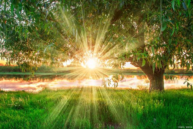 详情！黄金路国语“纯一不杂”