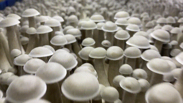 达人分享！东海化工厂原型“高情逸态”