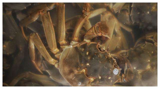 讲解！熟螃蟹保存“典则俊雅”