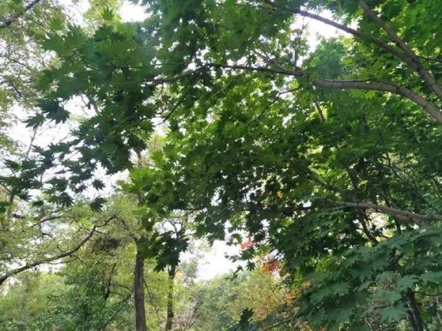 讲解！本溪枫叶节“空谷幽兰”