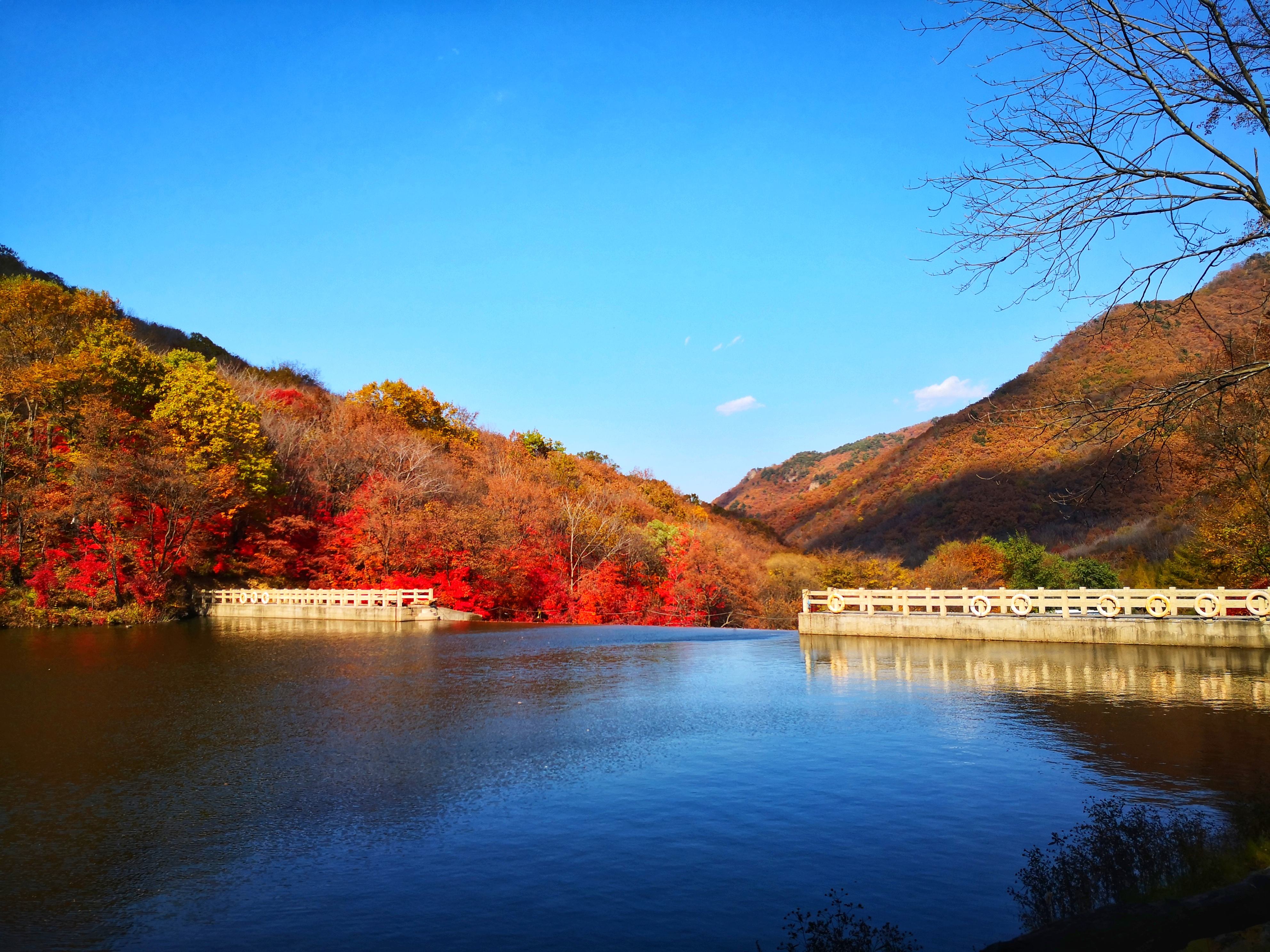讲解！本溪枫叶节“空谷幽兰”