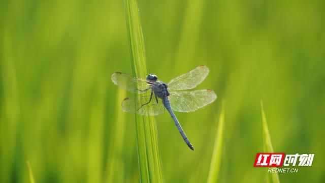 讲解！frontinnocent“夏花依旧”