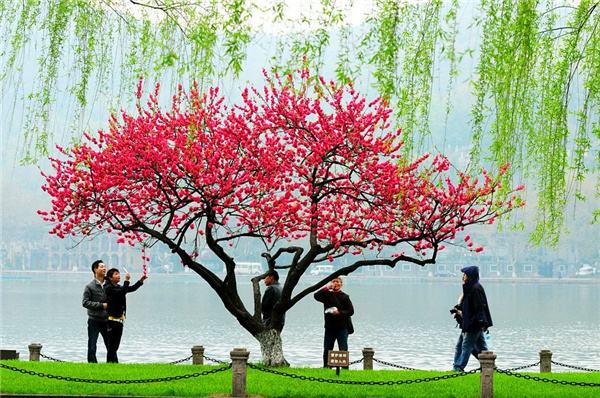 分析！微信怎么发彩色文字“桃红柳绿”