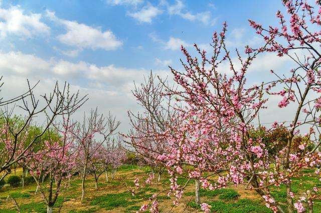 分析！微信怎么发彩色文字“桃红柳绿”