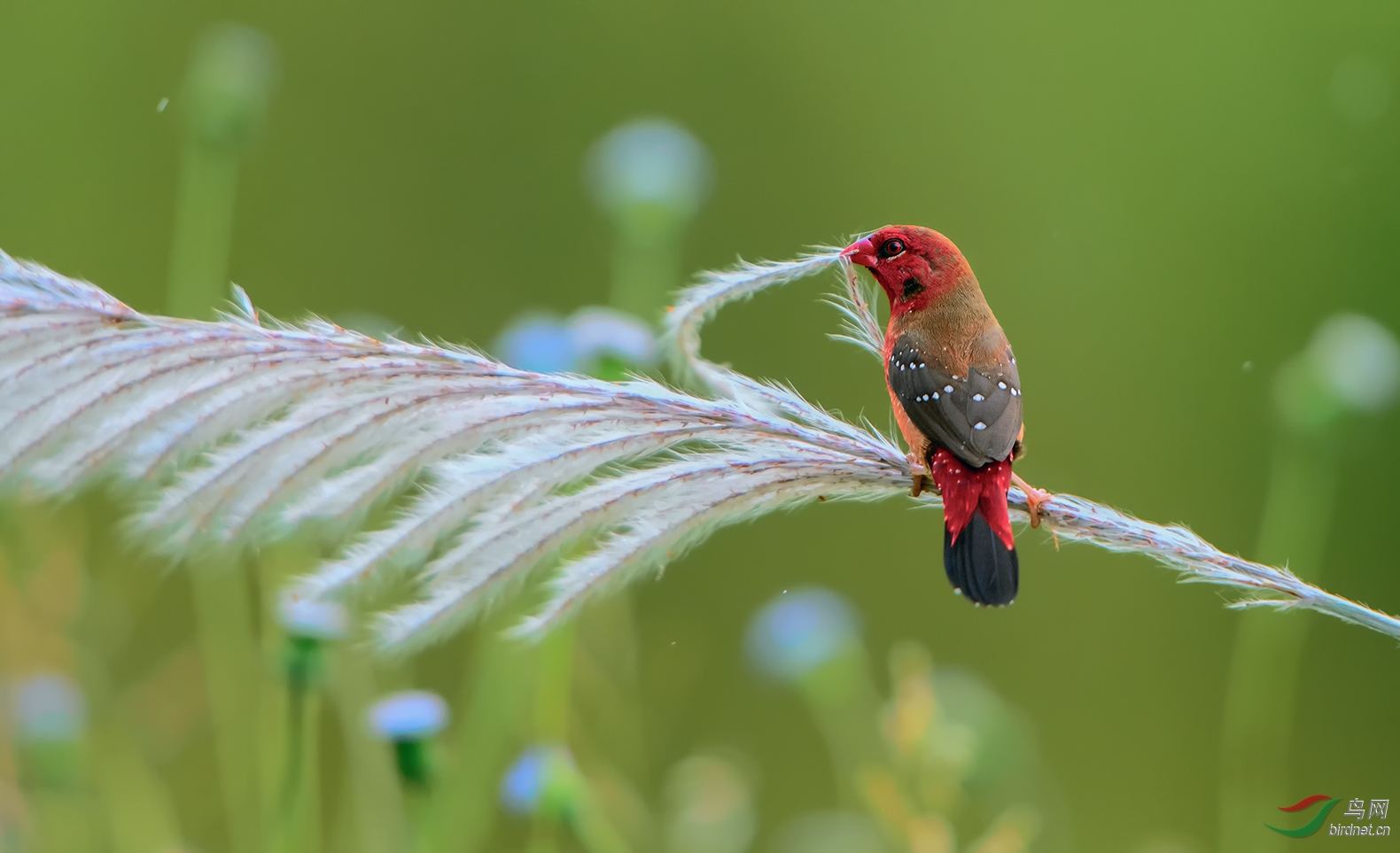 讲解！安康一般祝福什么人“空谷幽兰”