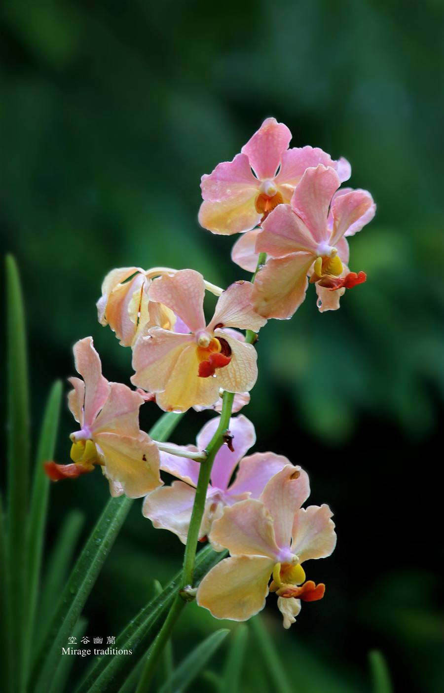 分析！手机定位查询“空谷幽兰”