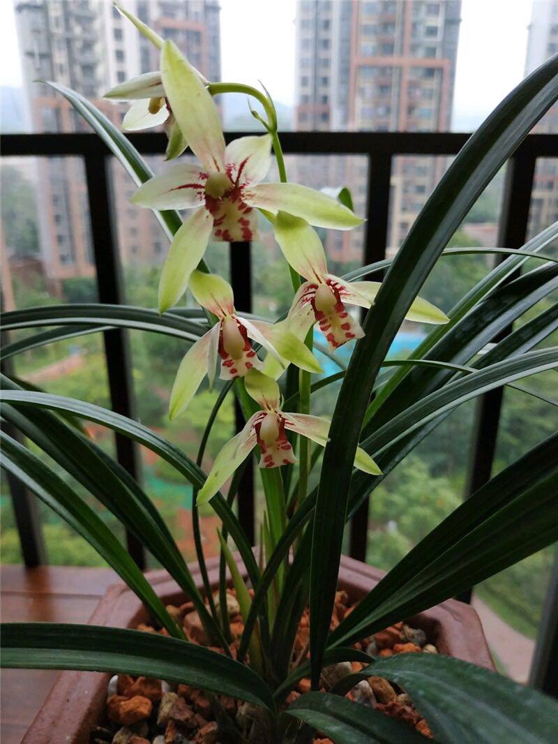 分析！手机定位查询“空谷幽兰”