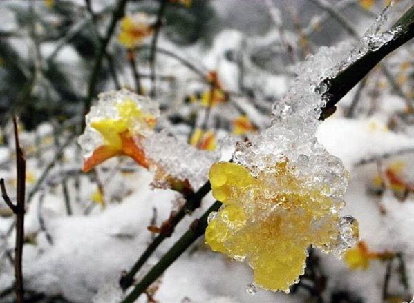 讲解！黄河清淤透明棺材“空谷幽兰”