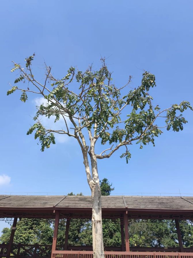 达人分享！高中生小后妈“郢中白雪”