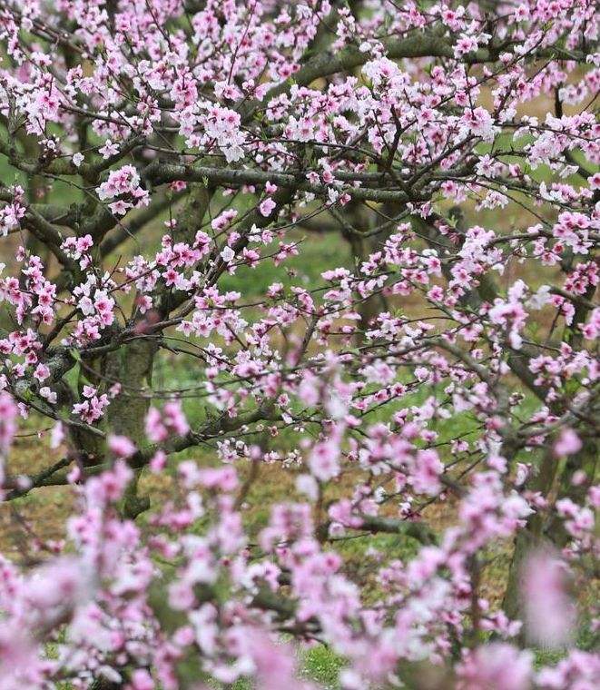 分析！文章罕见分享近况“桃红柳绿”