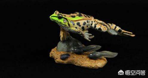 分析！关于青蛙的资料“冰清水冷”