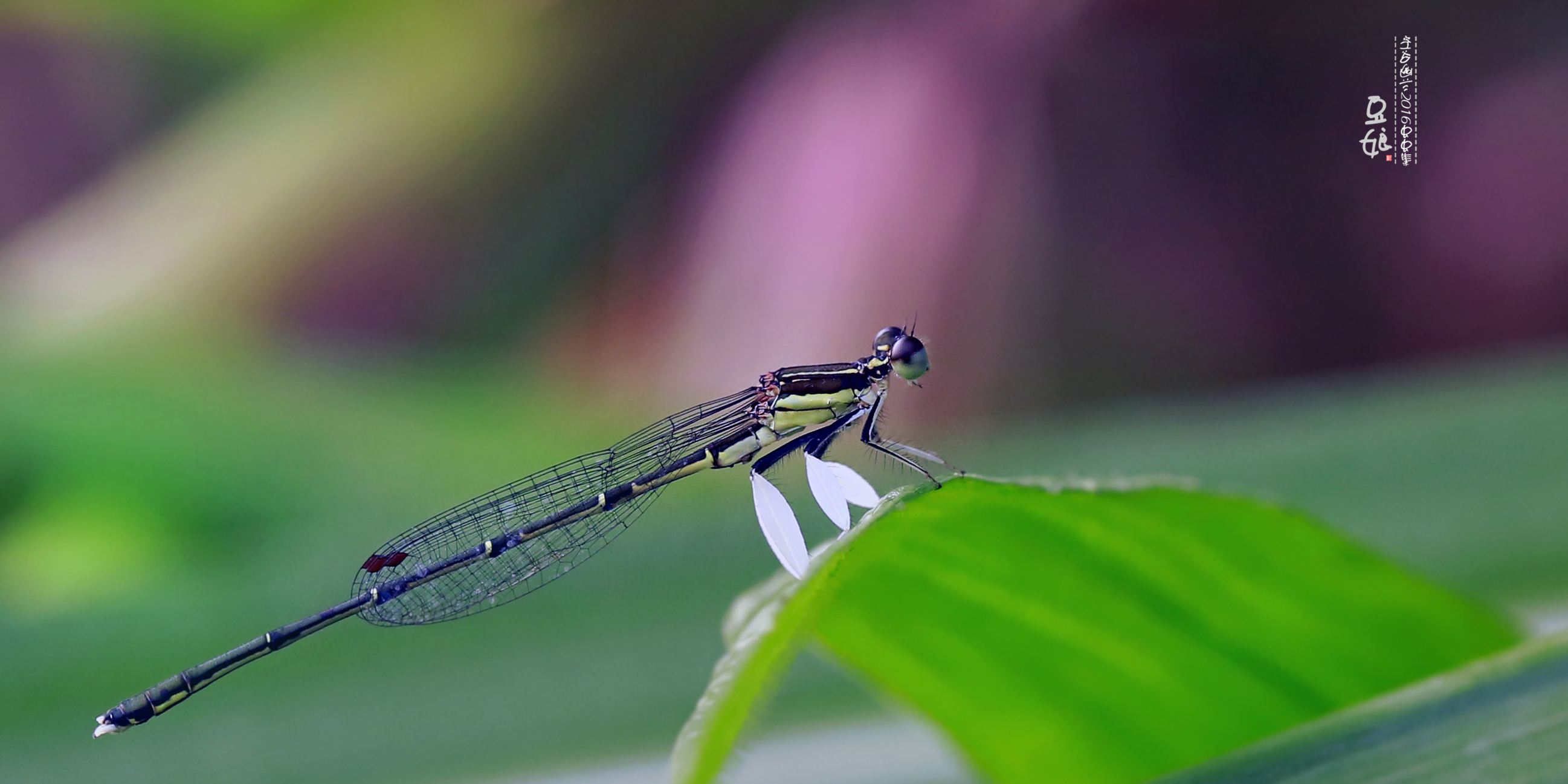 详情！千秋钓鱼论坛“空谷幽兰”