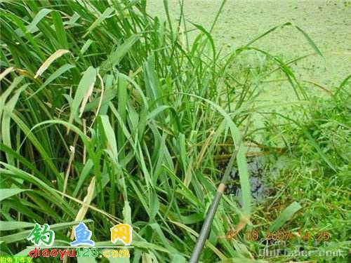 详情！千秋钓鱼论坛“空谷幽兰”