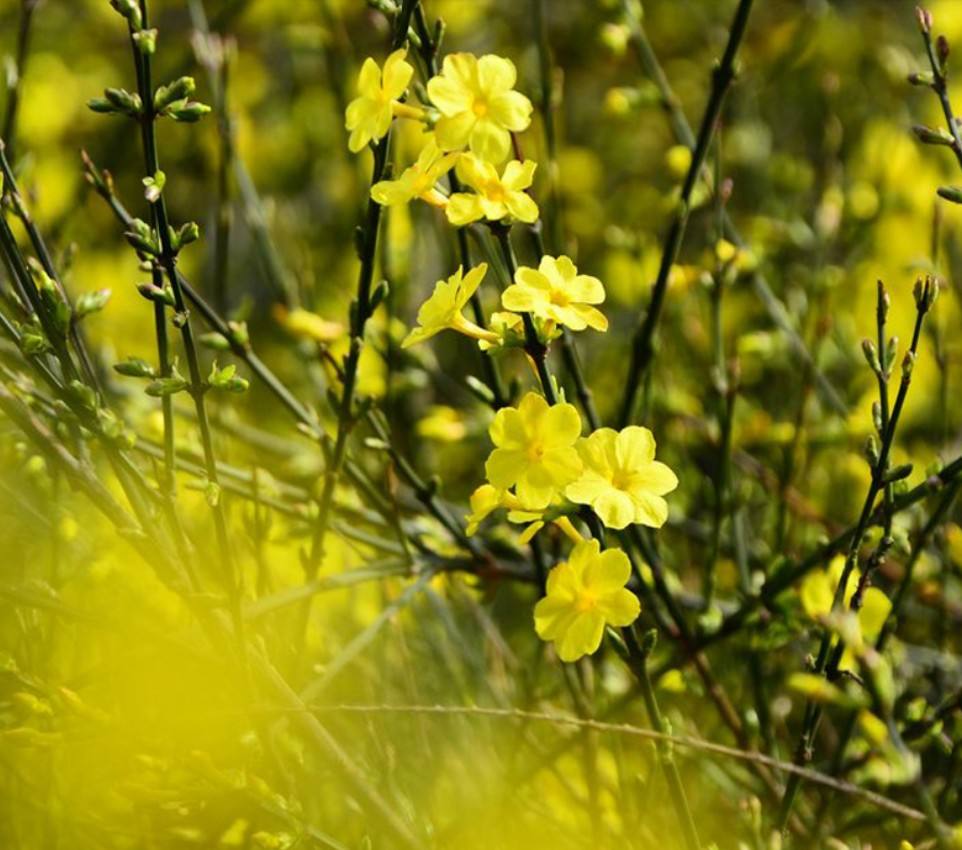 详情！一本万利植物“夏花依旧”